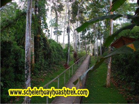 Selva Tropical